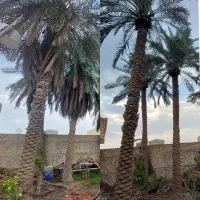 بریدن نخل قطع نخل هرس نخل سمپاشی هرس نخل