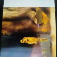 لجن خارکت فیش مارابل ۶عدد ۱ ملیون