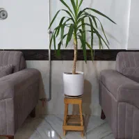 گل طبیعی|گل و گیاه طبیعی|مشهد, الهیه|دیوار