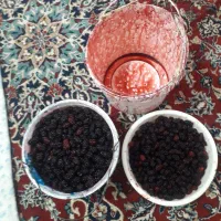 شاتوت