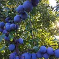 فروش توزیع نهال شناسه دار