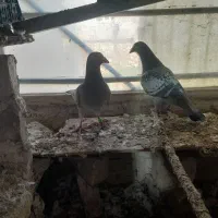 کبوتر شامی