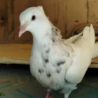 کفتر جوجه طوقی