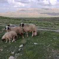 ورن سنجابی