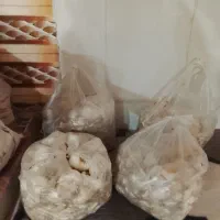 سیر رامهرمز درجه یک
