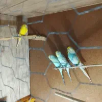 پنج عدد مرغ عشق