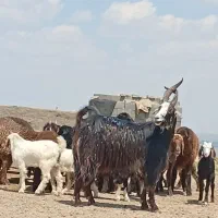 نربز جلو کش
