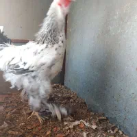 خروس برهما