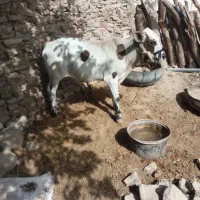 گوساله نر