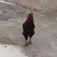 خروس