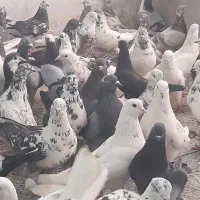 کبوتر تهرانی وغیره
