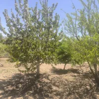 500متری دارای سند