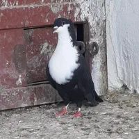 کبوتر ریش ماده