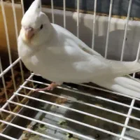 جوجه عروس رام و دستی