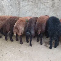 قصاب درمحل موردنظرشما