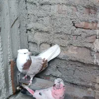 دوتا ماده