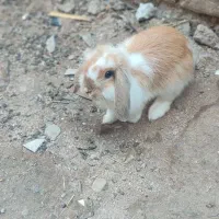 معاوضه خرگوشو فروش انها