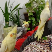 عروس هلندی لوتینوی چشم قرمز،بهترین نژاد