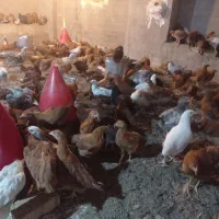 تیمچه