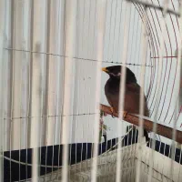 مرغ مینا|پرنده|خان ببین, |دیوار