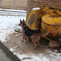 سگ ژرمن|سگ|اصفهان, بوستان ناژوان|دیوار