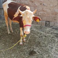 گوساله نر