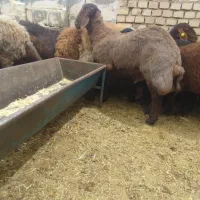 میش ژندار هترو و همو و بره قوچی و قوچ کار ه و همو