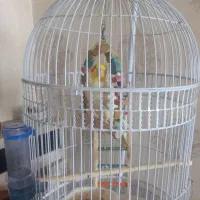 عروس هلندی با قفس و لوازم