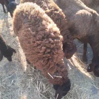 بره ماده هترو
