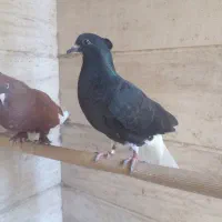 جوجه کفتر