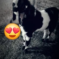 نربز پاکستانی  وبز و بزغاله بسیار آرام