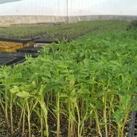 فروش.نشاه گورجه فرنگی.8320هیبرید.ودستی