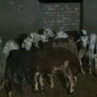 بره نر|حیوانات مزرعه|شیروان (لرستان), |دیوار