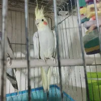 عروس هلندی‌مولد‌و‌جوان