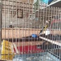 معاوضه سهره نر بهاری پارسال