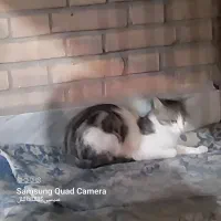 گربه