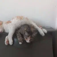 بجه گربه