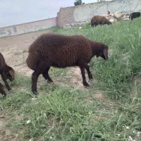 میش بره دار افشاری