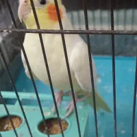 عروس هلندی سالم و خیلی بامزه