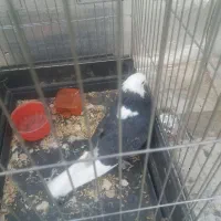 فروش۴عددقلاقی اس
