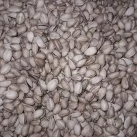 خریدوفروش بادام وپسته