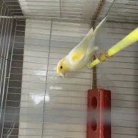 جفت قناری موزاییکی  فروشی