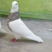 کبوتر طوقی