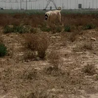سگ نر و ماده آلابای