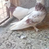 کفتر.|پرنده|مشهد, کشف|دیوار