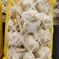 سیر و موسیر
