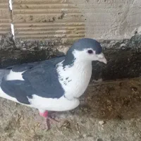 چپ‌دم‌سیاه