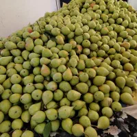 گلابی اسپادونا
