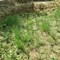دستگاه سبزی خردکن دهنه ۶۰