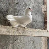 دم چتری معاوظه با قناری سحره
